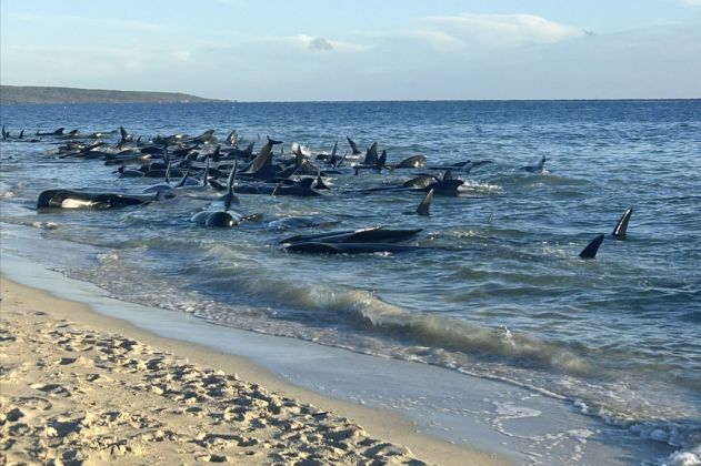 More Than 100 Pilot Whales Beached On Western Australian Coast Are Rescued