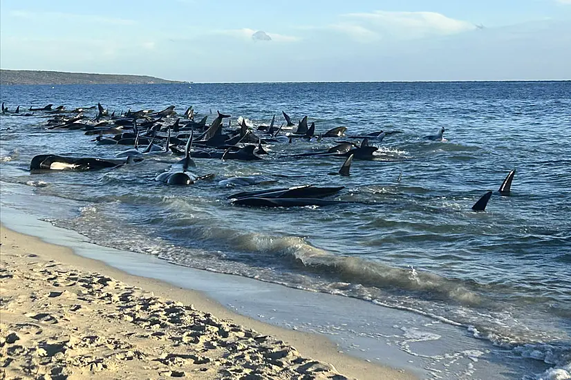 More Than 100 Pilot Whales Beached On Western Australian Coast Are Rescued