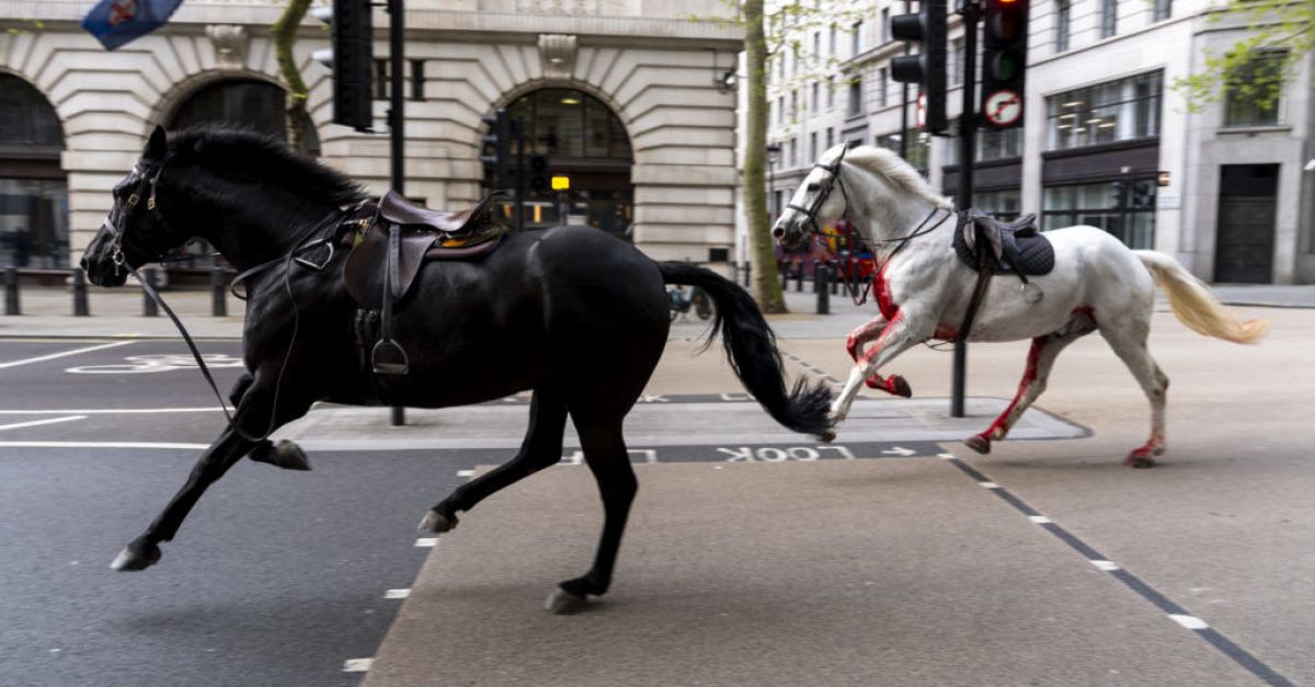 Два военни коня претърпяха операция, след като избягаха в Лондон