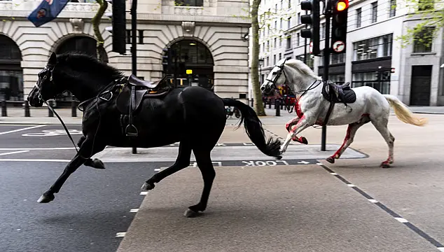 Two Military Horses Undergo Operations After Running Loose In London