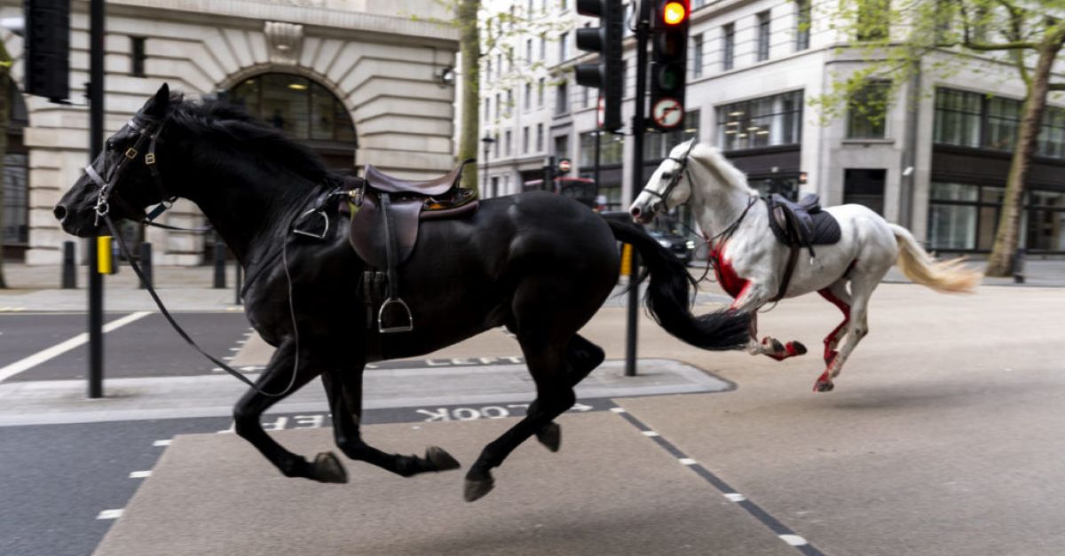 Два британски военни коня тежко ранени след като тичаха свободно