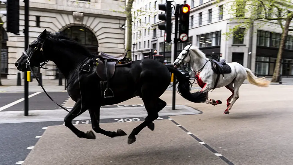 Injured Military Horses ‘Continue To Be Cared For And Closely Observed’ – British Army