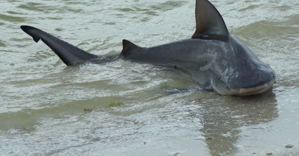 Британски турист който беше сериозно ранен при нападение на акула