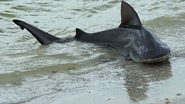 British Tourist ‘Aware And Able To Communicate’ In Hospital After Shark Attack