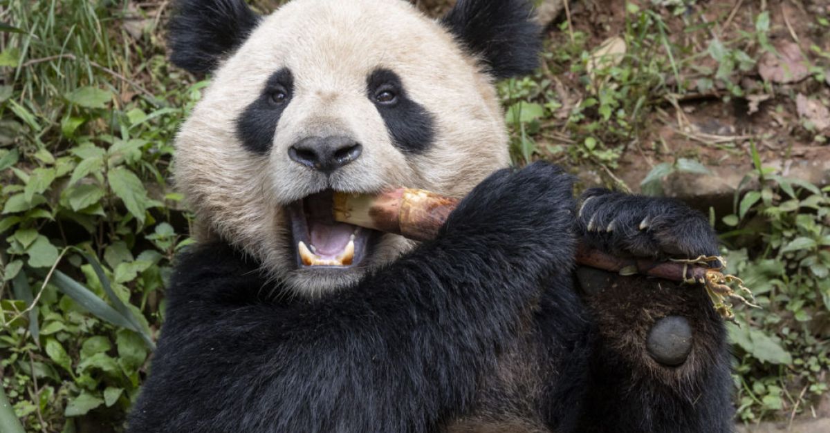 Двойка гигантски панди скоро ще предприеме пътуването от Китай до