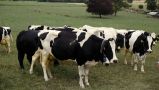 Denmark Set To Impose World’s First Carbon Tax On Cows