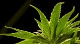 Us Poised To Ease Restrictions On Marijuana In Historic Policy Shift