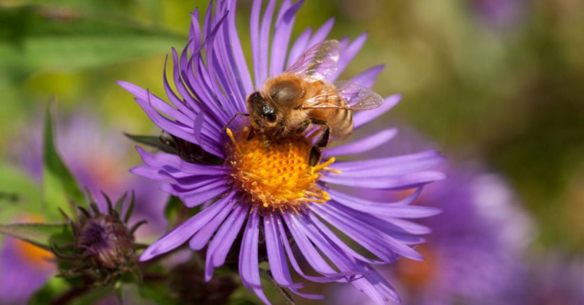 Как да привлечете повече пчели към вашата градина