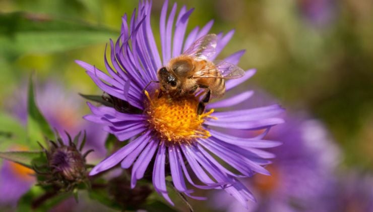How To Attract More Bees To Your Garden