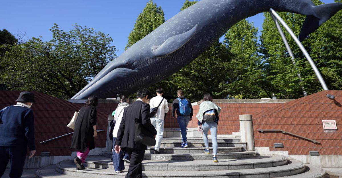 Японската агенция по рибарството предложи разширяване на търговския китолов по