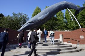 Japan Proposes Expanding Commercial Whaling To Fin Whales