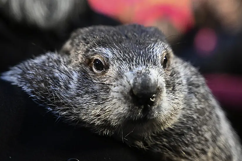 Punxsutawney Phil’s Babies Have Been Named Shadow And Sunny