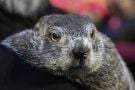 Punxsutawney Phil’s Babies Have Been Named Shadow And Sunny