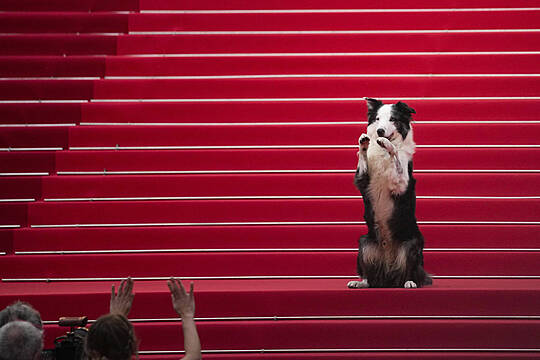 Messi The Dog Comes To Cannes For An Encore