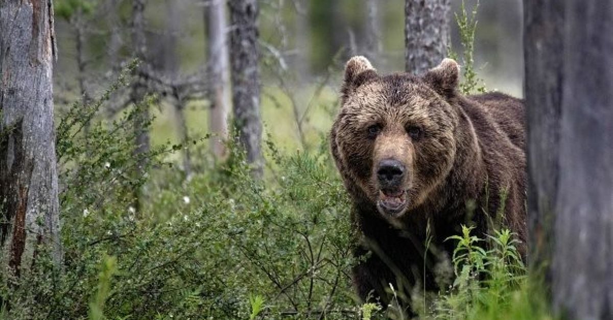 Женска мечка, която уби джогинг в италианските Алпи миналата година,