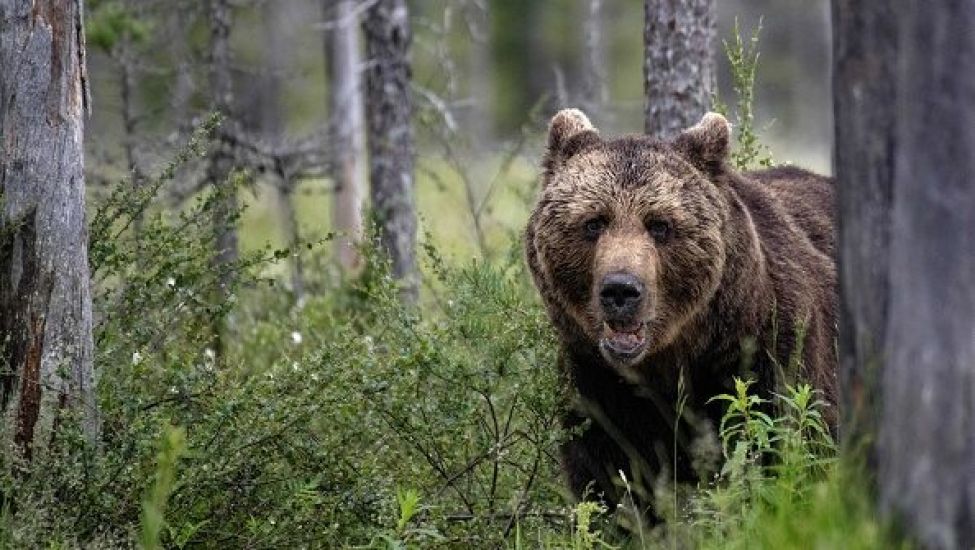 Italy To Transfer Bear That Killed Mountain Jogger To Germany