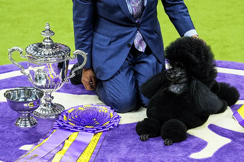 Miniature Poodle Named Sage Wins Westminster Kennel Club Dog Show