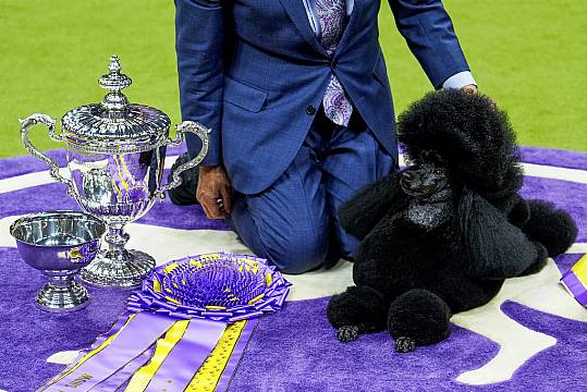 Miniature Poodle Named Sage Wins Westminster Kennel Club Dog Show