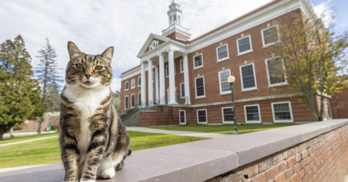 Американски университет връчи почетна степен на котката Макс обичан член