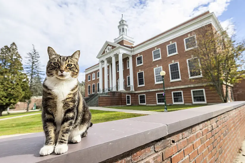 Max The Friendly Cat Awarded Honorary Degree By Us University