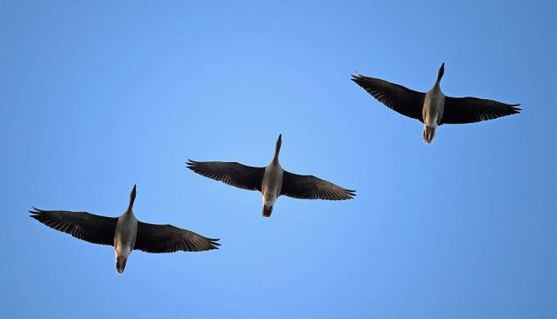 Investigation After Goose ‘Impaled On A Pole By Youths’ Near Lake