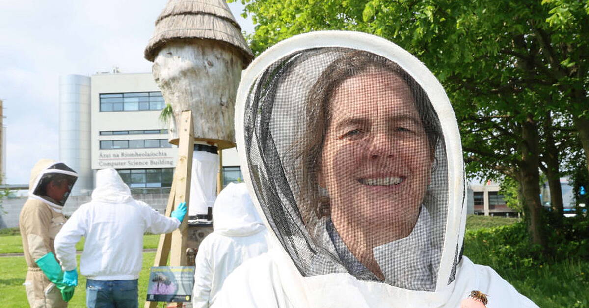 Researchers call on citizen scientists to support ‘Plan Bee’