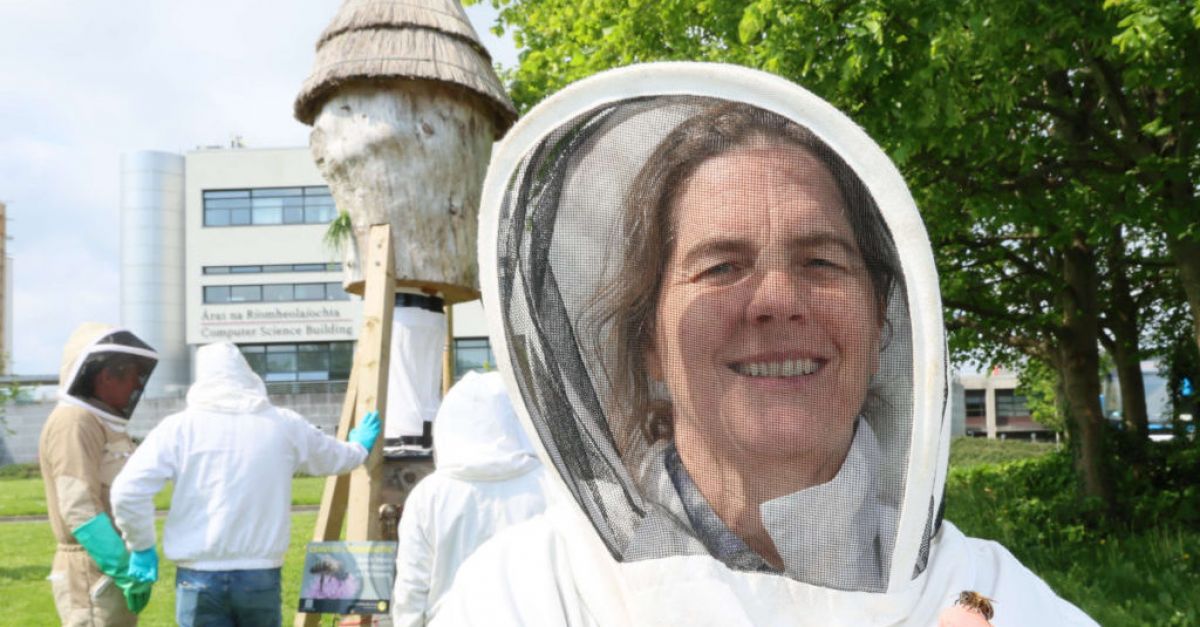 Изследователи призовават граждански учени да подкрепят „Plan Bee“