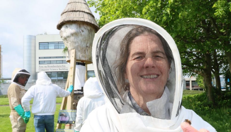 Researchers Call On Citizen Scientists To Support ‘Plan Bee’