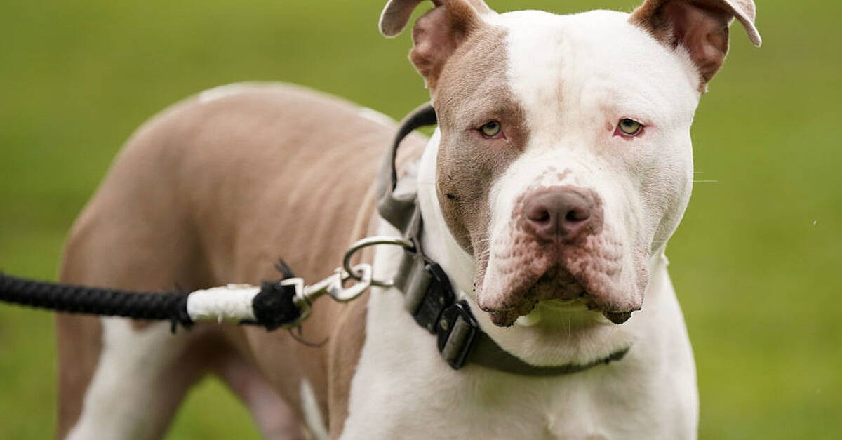 Baby girl rushed to hospital after attack by XL Bully dog