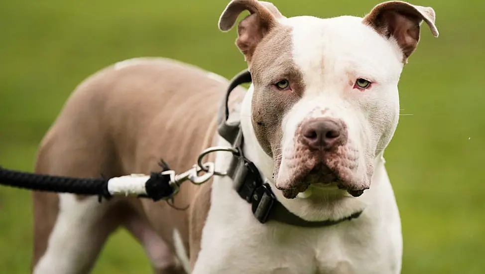 Woman Mauled To Death By Her Two Xl Bully Dogs In London