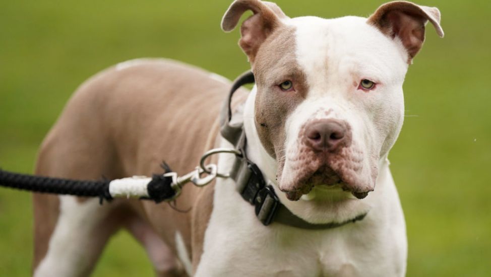 Woman Mauled To Death By Her Two Xl Bully Dogs In London