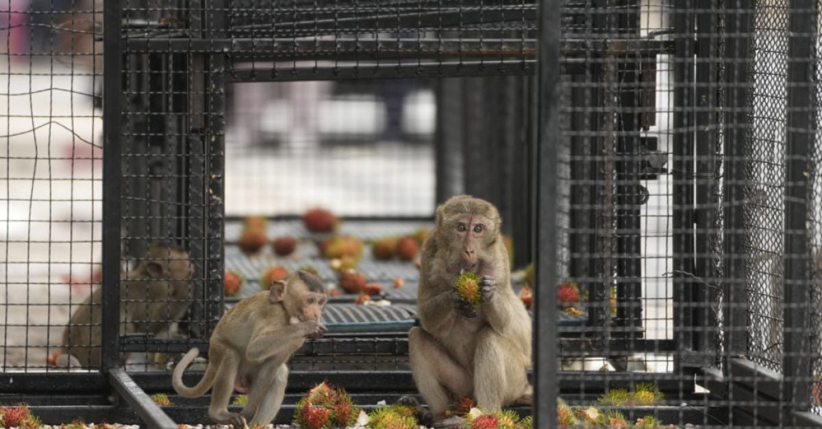 Тайландски град се бори с маймуните-мародери с план да ги изпрати другаде