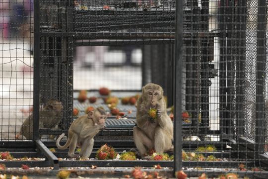 Thai Town Tackles Marauding Monkeys With Plan To Send Them Elsewhere