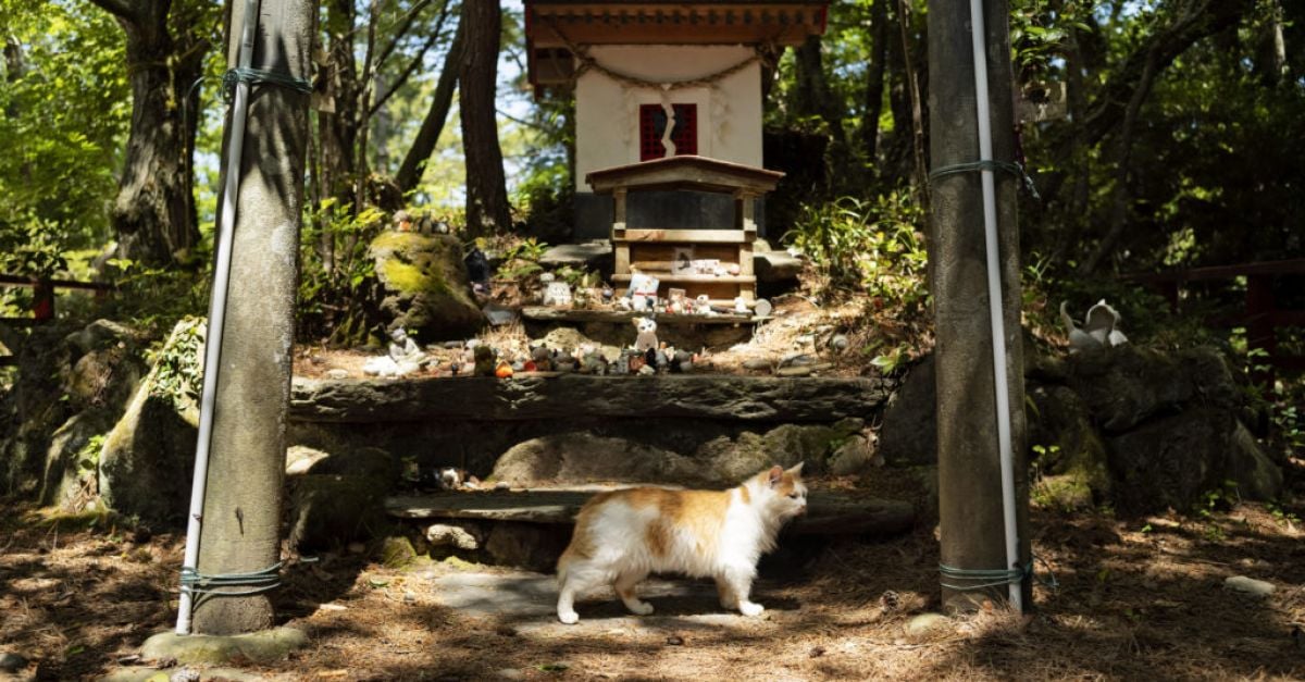 Светилище почита котките на японски остров, където котките са повече от хората