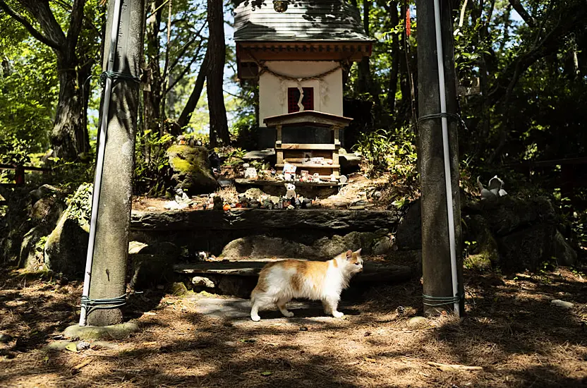 Shrine Honours Cats On Japanese Island Where Felines Outnumber Humans