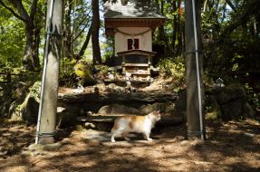 Shrine Honours Cats On Japanese Island Where Felines Outnumber Humans