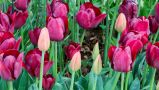 Do You Really Need To Lift Tulips In Summer?