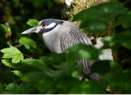 Birdwatchers Flock To Mayo Village After Rare Bird Is Sighted