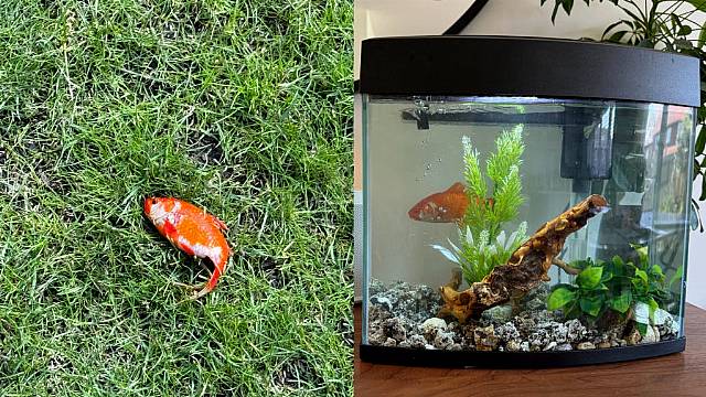 Doctor Goes Viral After Finding Mystery Goldfish In Garden And Keeping As Pet