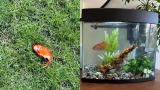 Doctor Goes Viral After Finding Mystery Goldfish In Garden And Keeping As Pet
