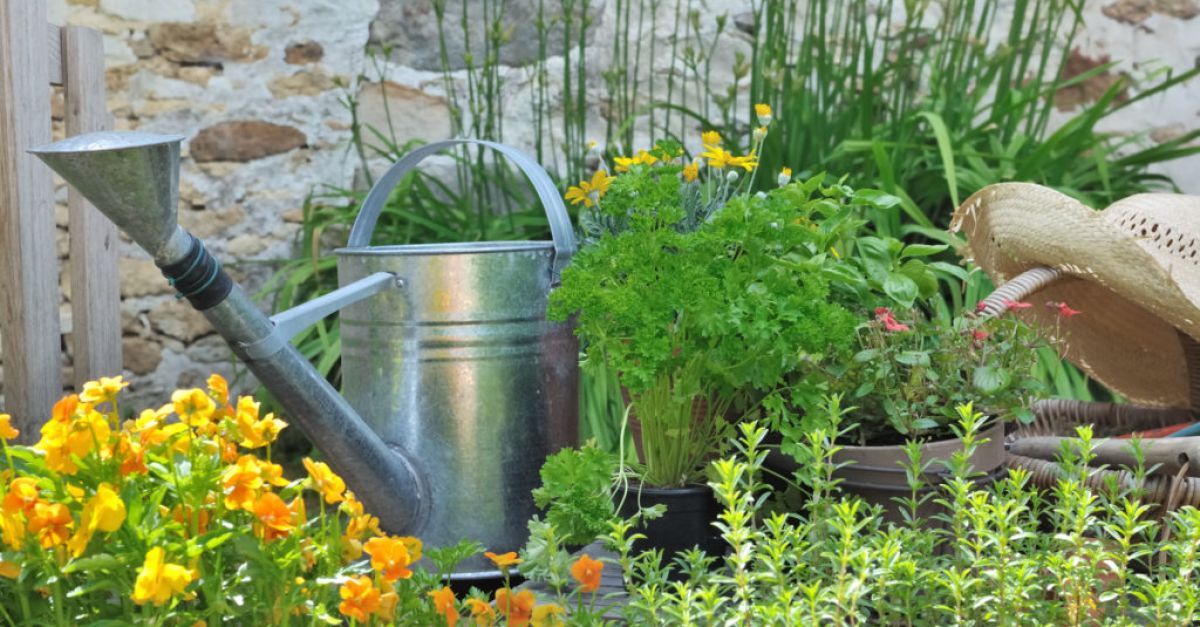 Отглеждане на билки: прости съвети и трикове, за да гарантирате, че вашите растения процъфтяват