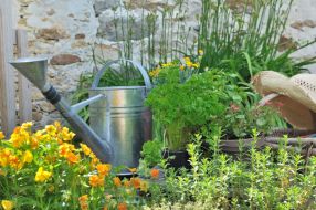 Growing Herbs: Simple Tips And Tricks To Ensure Your Plants Thrive