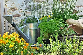 Growing Herbs: Simple Tips And Tricks To Ensure Your Plants Thrive