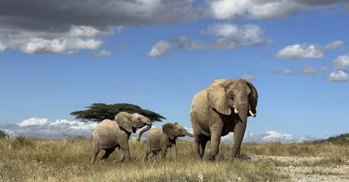 Африканските слонове се наричат ​​един друг и отговарят на индивидуални