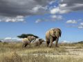 African Elephants Call Each Other By Unique Names, Study Shows
