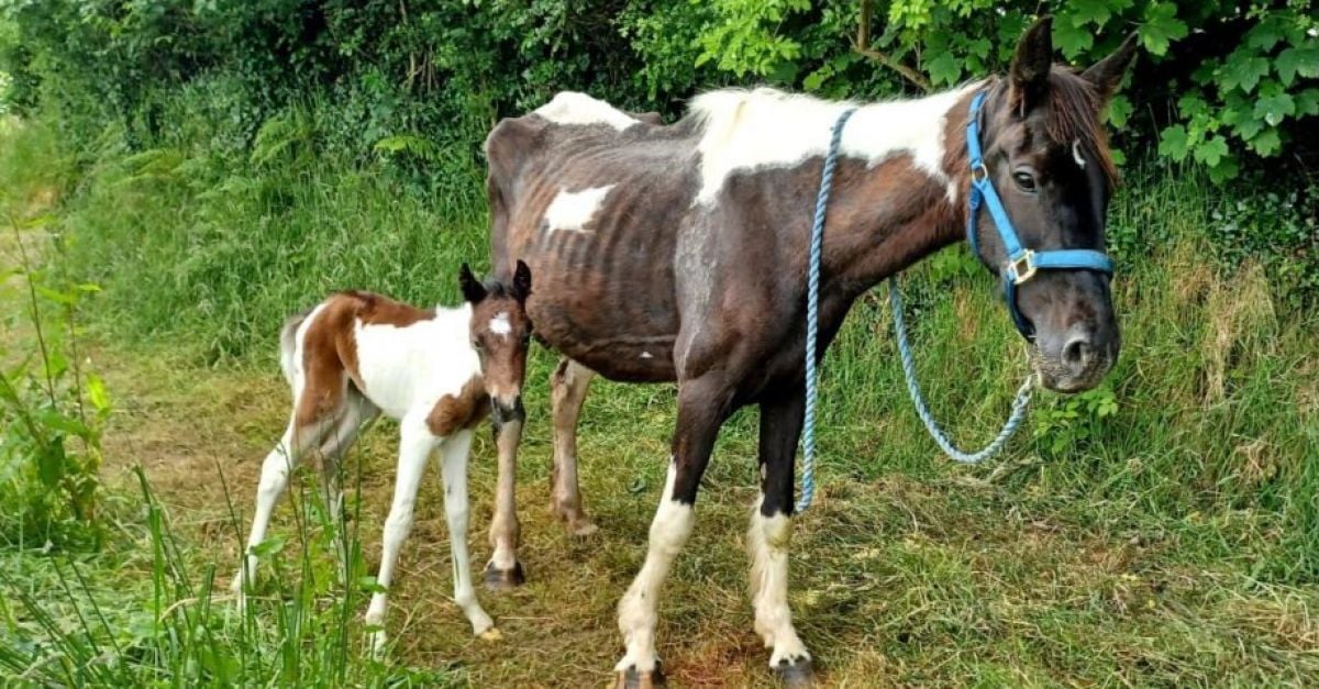 ISPCA отправя национален призив за приемни семейства за 24 спасени понита, магарета и коне
