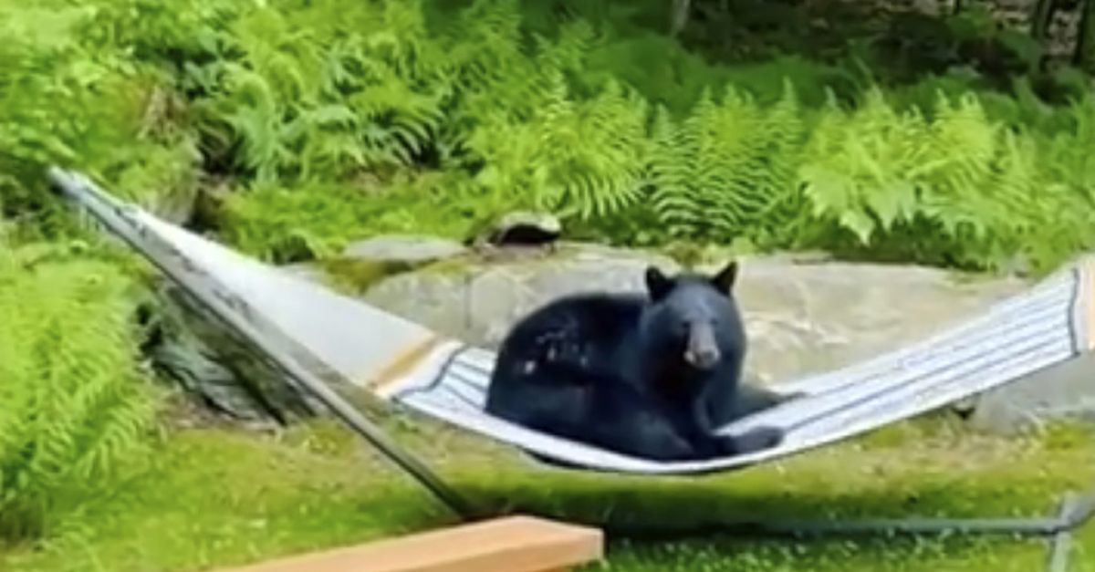 Млада мечка е забелязана да си почине на хамак в градината на Върмонт