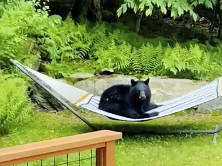 Young Bear Spotted Relaxing On Hammock In Vermont Garden