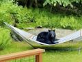 Young Bear Spotted Relaxing On Hammock In Vermont Garden