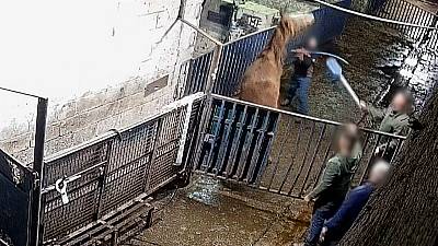 Horse Racing Ireland &#039;Shocked And Appalled&#039; At Abuses Exposed In Abattoir